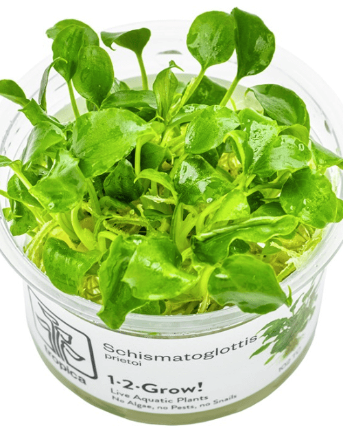 Schismatoglottis Prietoi