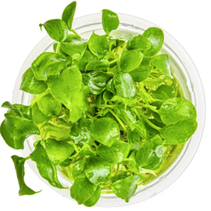 Schismatoglottis Prietoi