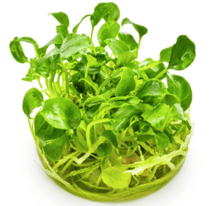 Schismatoglottis Prietoi