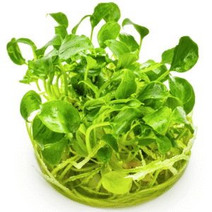 Schismatoglottis Prietoi