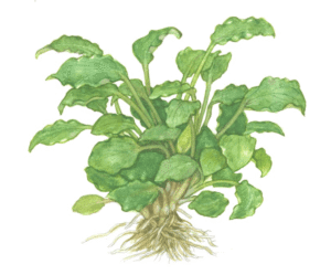 Schismatoglottis Prietoi