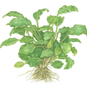 Schismatoglottis Prietoi