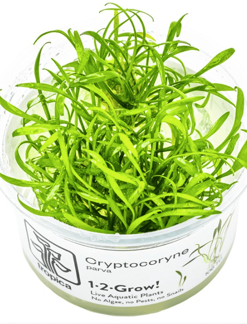 Cryptocoryne Parva