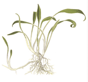 Cryptocoryne Parva