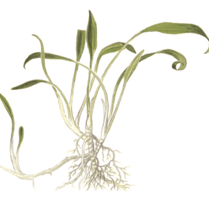 Cryptocoryne Parva