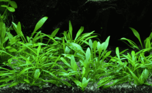 Cryptocoryne Parva