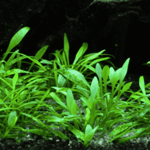 Cryptocoryne Parva