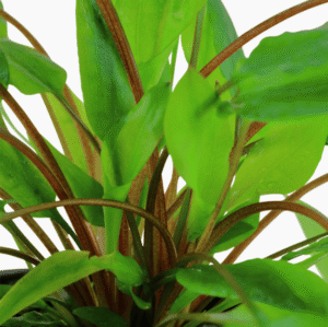 Cryptocoryne wendtii 'Green'