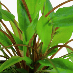 Cryptocoryne wendtii 'Green'