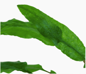 Cryptocoryne wendtii 'Green'