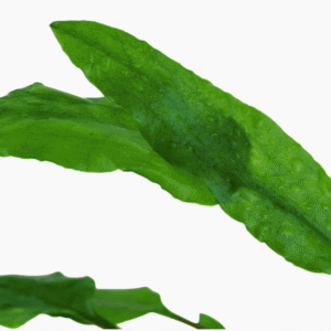 Cryptocoryne wendtii 'Green'