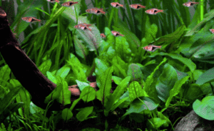 Cryptocoryne wendtii 'Green'