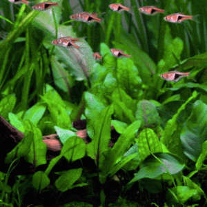 Cryptocoryne wendtii 'Green'