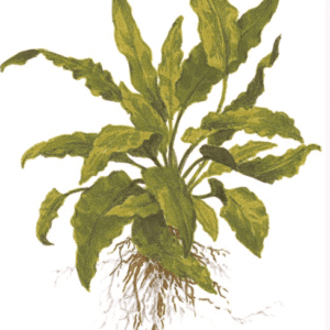 Cryptocoryne wendtii 'Green'