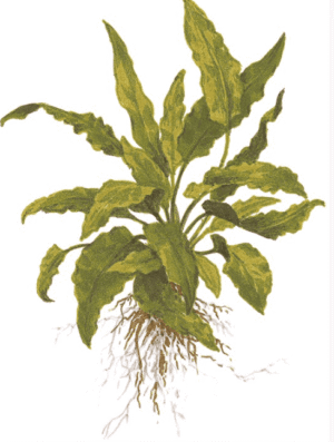 Cryptocoryne wendtii 'Green'