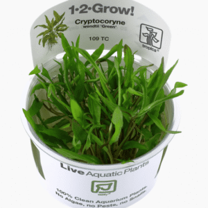 Cryptocoryne wendtii 'Green'
