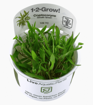 Cryptocoryne wendtii 'Green'