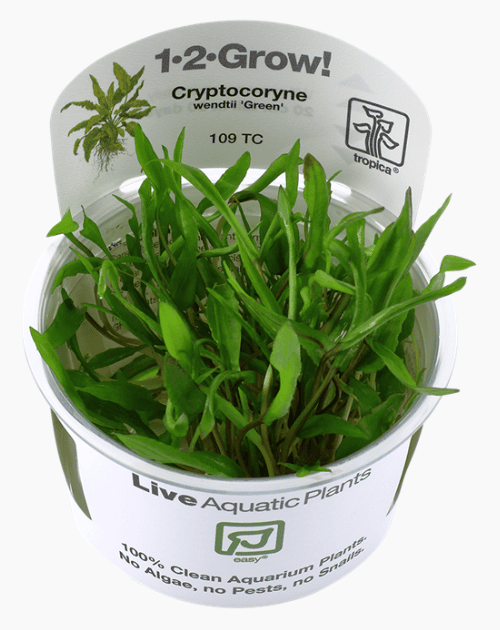 Cryptocoryne wendtii 'Green'