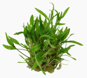 Cryptocoryne wendtii 'Green'