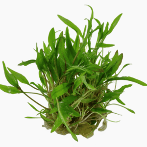 Cryptocoryne wendtii 'Green'