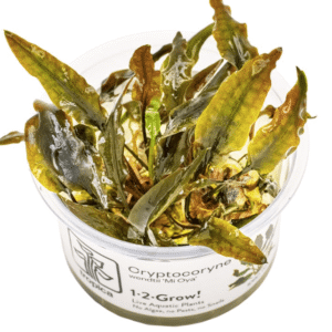 Cryptocoryne Wendtii 'Mi Oya'
