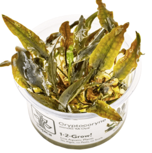 Cryptocoryne Wendtii 'Mi Oya'