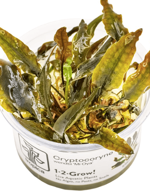 Cryptocoryne Wendtii 'Mi Oya'