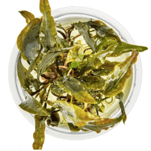 Cryptocoryne Wendtii 'Mi Oya'