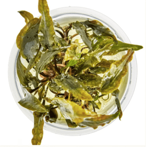 Cryptocoryne Wendtii 'Mi Oya'