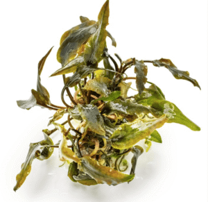 Cryptocoryne Wendtii 'Mi Oya'