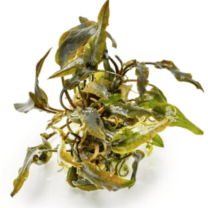 Cryptocoryne Wendtii 'Mi Oya'