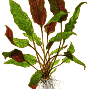 Cryptocoryne Wendtii 'Mi Oya'