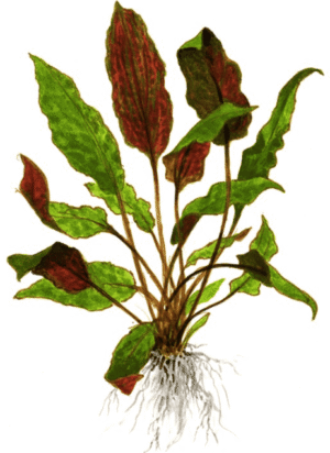 Cryptocoryne Wendtii 'Mi Oya'