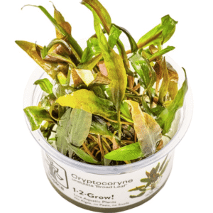 Captura de Pantalla 2025-04-08 a la(s) 23.50.43 Cryptocoryne Undulata 'Broad Leaf'