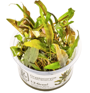 Captura de Pantalla 2025-04-08 a la(s) 23.50.43 Cryptocoryne Undulata 'Broad Leaf'