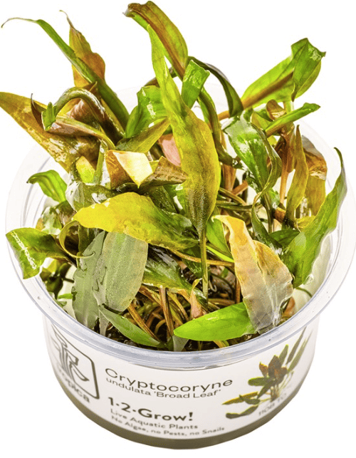 Cryptocoryne Undulata 'Broad Leaf'