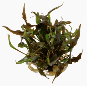 Captura de Pantalla 2025-04-08 a la(s) 23.50.50 Cryptocoryne Undulata 'Broad Leaf'