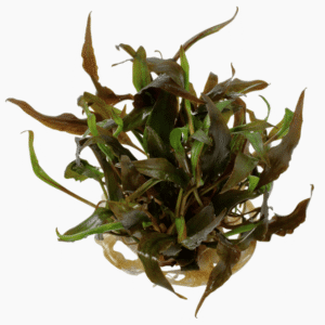 Captura de Pantalla 2025-04-08 a la(s) 23.50.50 Cryptocoryne Undulata 'Broad Leaf'