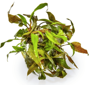 Captura de Pantalla 2025-04-08 a la(s) 23.50.57 Cryptocoryne Undulata 'Broad Leaf'