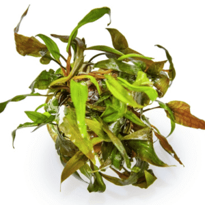 Captura de Pantalla 2025-04-08 a la(s) 23.50.57 Cryptocoryne Undulata 'Broad Leaf'