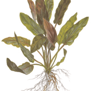 Captura de Pantalla 2025-04-08 a la(s) 23.51.03 Cryptocoryne Undulata 'Broad Leaf'