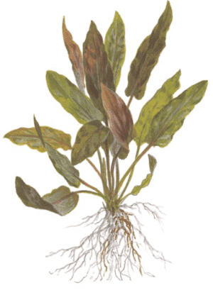 Captura de Pantalla 2025-04-08 a la(s) 23.51.03 Cryptocoryne Undulata 'Broad Leaf'