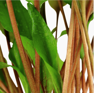 Captura de Pantalla 2025-04-08 a la(s) 23.52.04 Cryptocoryne Undulata 'Broad Leaf'