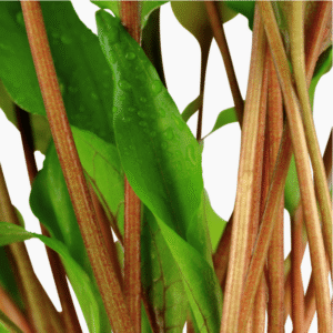 Captura de Pantalla 2025-04-08 a la(s) 23.52.04 Cryptocoryne Undulata 'Broad Leaf'