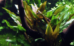 Captura de Pantalla 2025-04-08 a la(s) 23.52.10 Cryptocoryne Undulata 'Broad Leaf'