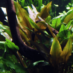Captura de Pantalla 2025-04-08 a la(s) 23.52.10 Cryptocoryne Undulata 'Broad Leaf'