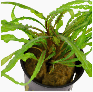 Captura de Pantalla 2025-04-08 a la(s) 23.56.20 Cryptocoryne Crispatula