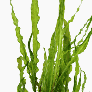 Captura de Pantalla 2025-04-08 a la(s) 23.56.28 Cryptocoryne Crispatula