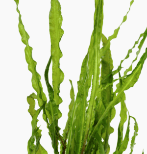 Captura de Pantalla 2025-04-08 a la(s) 23.56.28 Cryptocoryne Crispatula