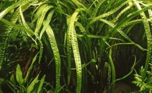 Captura de Pantalla 2025-04-08 a la(s) 23.56.35 Cryptocoryne Crispatula